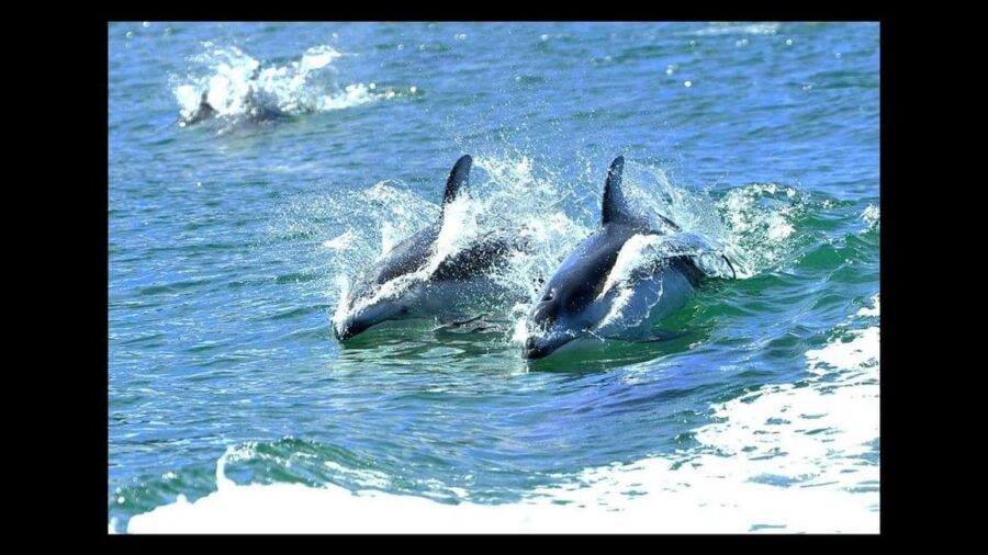Campbell River: 7-Hour Big Animal Encounter Boat Tour - A Heated, Covered Boat That Makes Rough Weather Feel Less Rough