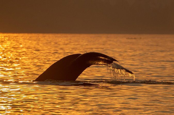 Campbell River, BC: 2 Hour Coastal Sunset Tour By Boat - The Two-Hour Reality Check (and Why It’s Not a Dealbreaker)