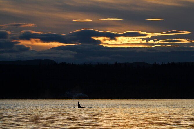 Campbell River, BC: 2 Hour Coastal Sunset Tour By Boat - What You’ll Do on the Water (and How Captains Find Animals)