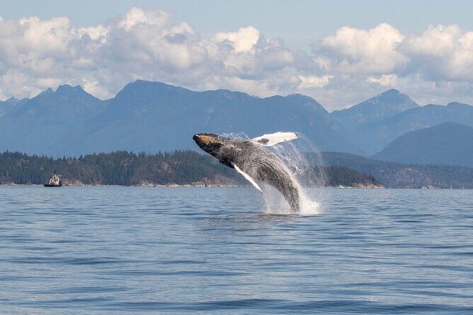 Campbell River, BC: 4 Hour Wildlife Tour Featuring Whale Watching - How the 4 Hours Typically Play Out (And Why the Timing Matters)