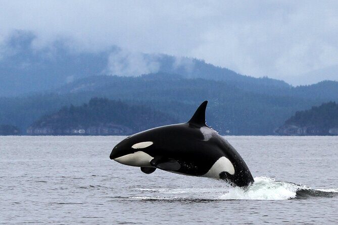 Campbell River, BC: 4 Hour Wildlife Tour Featuring Whale Watching - Price and Value: Is $191.40 Worth It?
