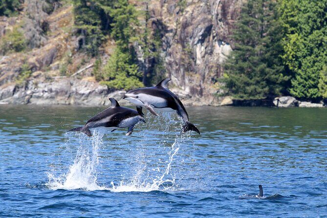 Campbell River, BC: 4 Hour Wildlife Tour Featuring Whale Watching - Who Should Book This (And Who Might Want a Different Style of Day)