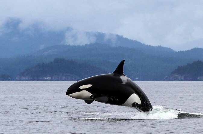 Campbell River, BC: 4 Hour Wildlife Tour Featuring Whale Watching - Final Call: Should You Book Eagle Eye Adventures in Campbell River?