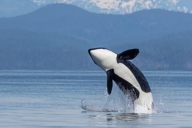 Campbell River, BC: 6 Hour Whale Watching Tour w/ Lunch Included - Key highlights to know before you go
