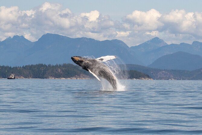 Campbell River, BC: 6 Hour Whale Watching Tour w/ Lunch Included - Campbell River Whale-Watching: The Case for a Full 6 Hours