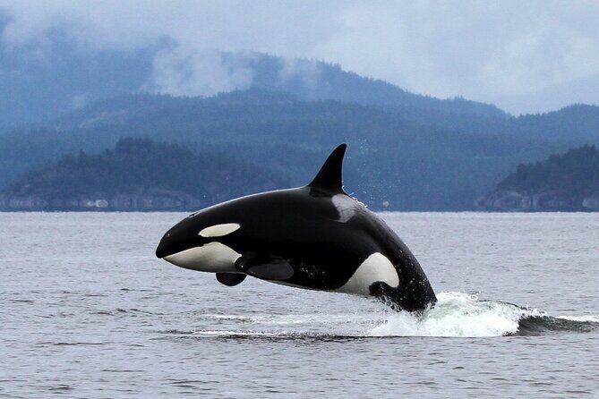 Campbell River, BC: 6 Hour Whale Watching Tour w/ Lunch Included - Lunch Included: What You Eat Between Whale Spottings