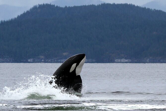 Campbell River, BC: 6 Hour Whale Watching Tour w/ Lunch Included - Common Sightings List: Orcas, Humpbacks, Dolphins, Seals, and Bears