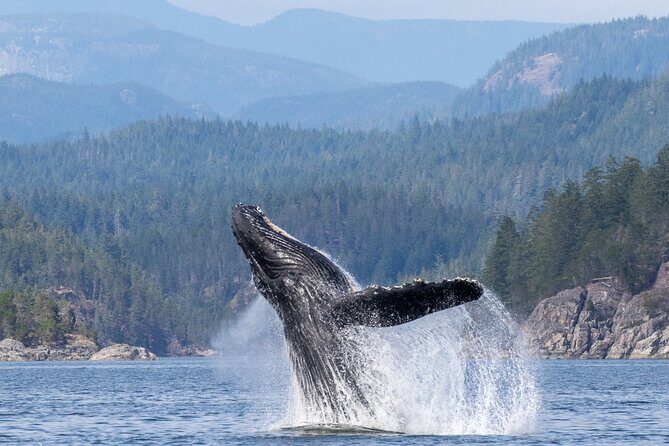 Campbell River, BC: 6 Hour Whale Watching Tour w/ Lunch Included - Boat Choice and Small-Group Numbers (Max 11 on the Water)