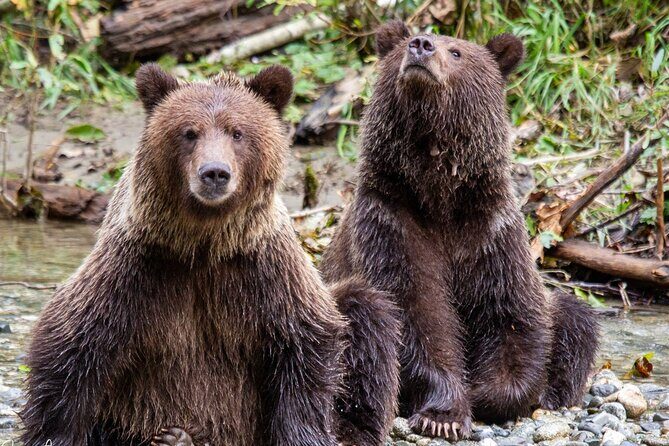 Campbell River, BC: Full Day Grizzly Bear Tour in Toba Inlet - Quick highlights