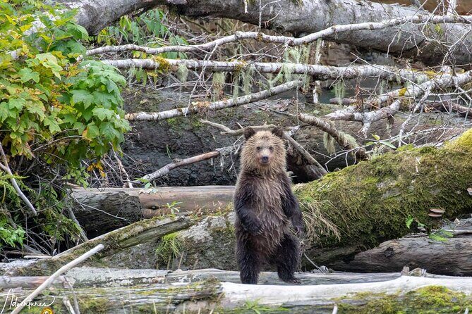Campbell River, BC: Full Day Grizzly Bear Tour in Toba Inlet - Campbell River to Toba Inlet: why this route matters