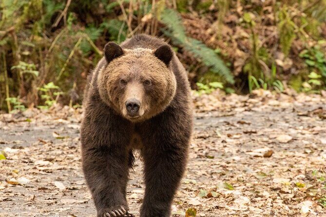 Campbell River, BC: Full Day Grizzly Bear Tour in Toba Inlet - Rain, high water, and the real meaning of bear-watching odds