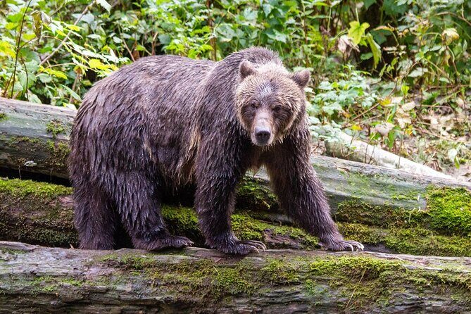 Campbell River, BC: Full Day Grizzly Bear Tour in Toba Inlet - Photo chances and what the guides do for you