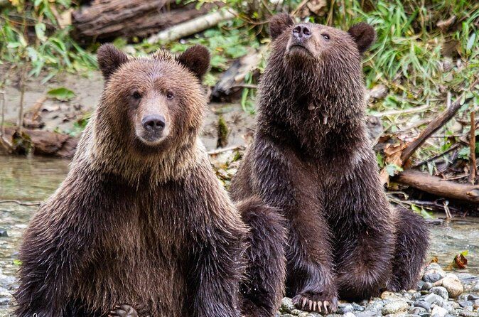 Campbell River, BC: Full Day Grizzly Bear Tour in Toba Inlet - Price and value: what $505.79 is buying you