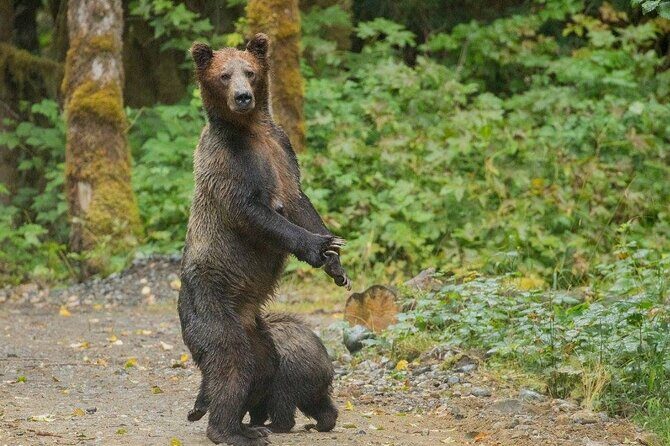 Campbell River, BC: Full Day Grizzly Bear Tour in Toba Inlet - What’s included: meals, comfort, and the “all-day” feel