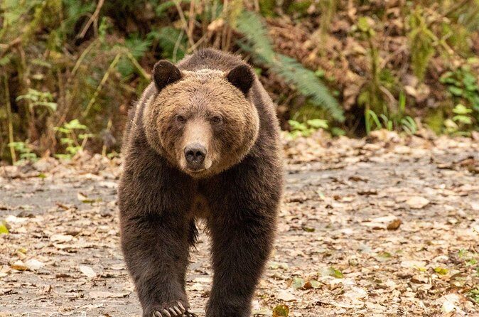 Campbell River, BC: Full Day Grizzly Bear Tour in Toba Inlet - Wildlife bonuses beyond grizzlies