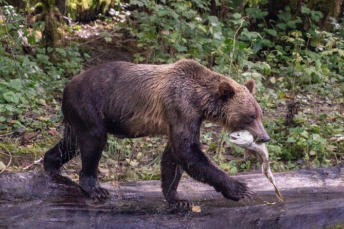 Campbell River, BC: Full Day Grizzly Bear Tour in Toba Inlet - The boat ride through Discovery Islands and Desolation Sound
