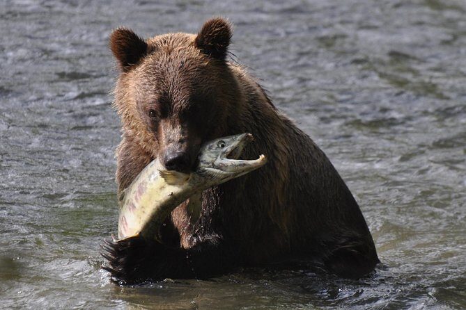 Campbell River: Bute Inlet Grizzly-Watching Tour & Boat Ride - Key highlights that make this tour work