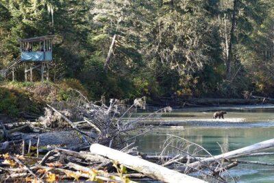Campbell River: Bute Inlet Grizzly-Watching Tour & Boat Ride - Campbell River to the Orford River: the covered speedboat ride