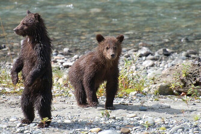 Campbell River: Bute Inlet Grizzly-Watching Tour & Boat Ride - The guides and the Indigenous background component