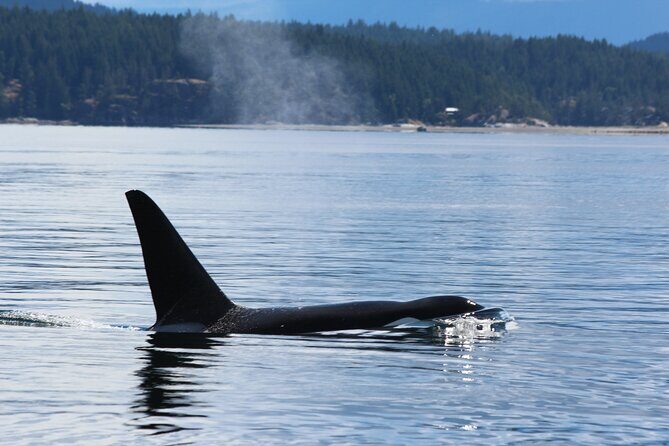 Campbell River: Bute Inlet Grizzly-Watching Tour & Boat Ride - Wildlife you might see beyond grizzlies (and how to set expectations)