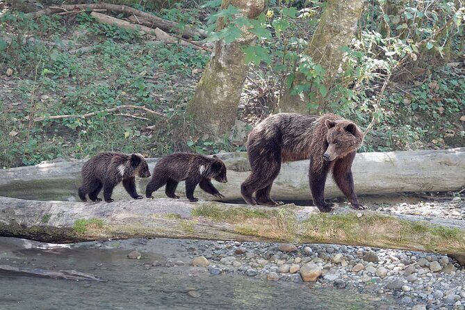 Campbell River: Bute Inlet Grizzly-Watching Tour & Boat Ride - Price: what $572.10 per person buys you in real terms