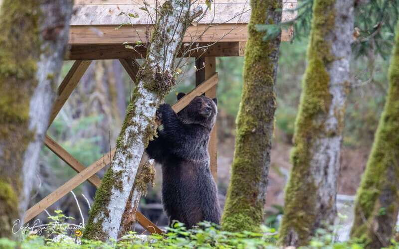 Campbell River: Full-Day Grizzly Bear Tour With Lunch - Key things I’d circle before you book