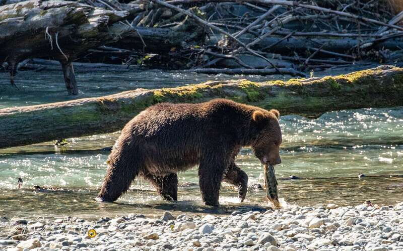 Campbell River: Full-Day Grizzly Bear Tour With Lunch - Toba Inlet grizzlies: why this hunt feels different