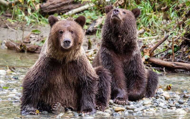 Campbell River: Full-Day Grizzly Bear Tour With Lunch - Lunch in the middle: fuel for a long, pay-attention day