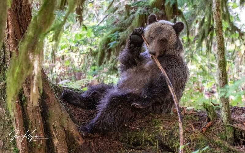 Campbell River: Full-Day Grizzly Bear Tour With Lunch - The people make the science readable: Eagle Eye + Klahoose guidance