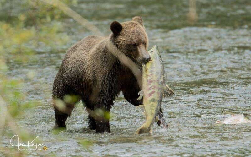 Campbell River: Full-Day Grizzly Bear Tour With Lunch - What the day feels like in real life: timing, weather, and bear expectations