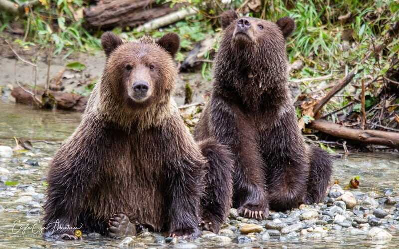 Campbell River: Full-Day Grizzly Bear Tour With Lunch - Price and value: what $562 is buying you
