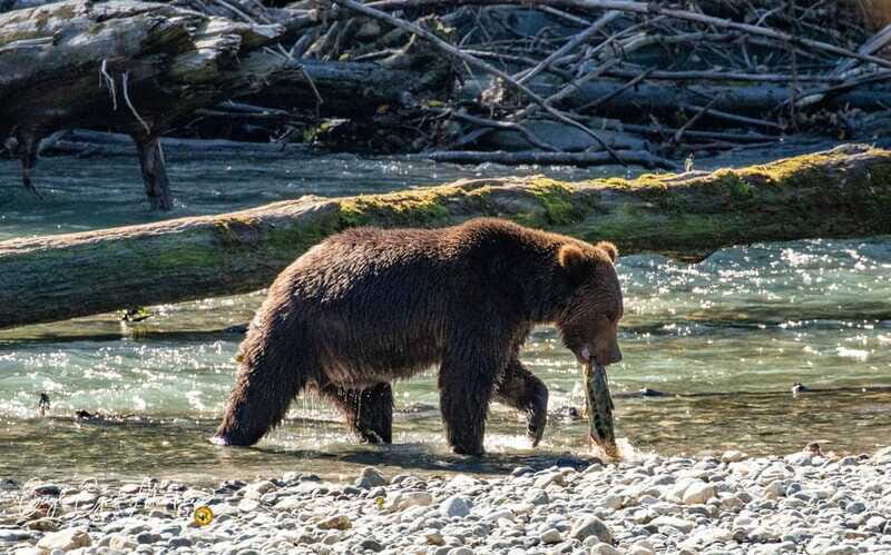 Campbell River: Full-Day Grizzly Bear Tour With Lunch - Who this tour suits best (and who might rethink it)