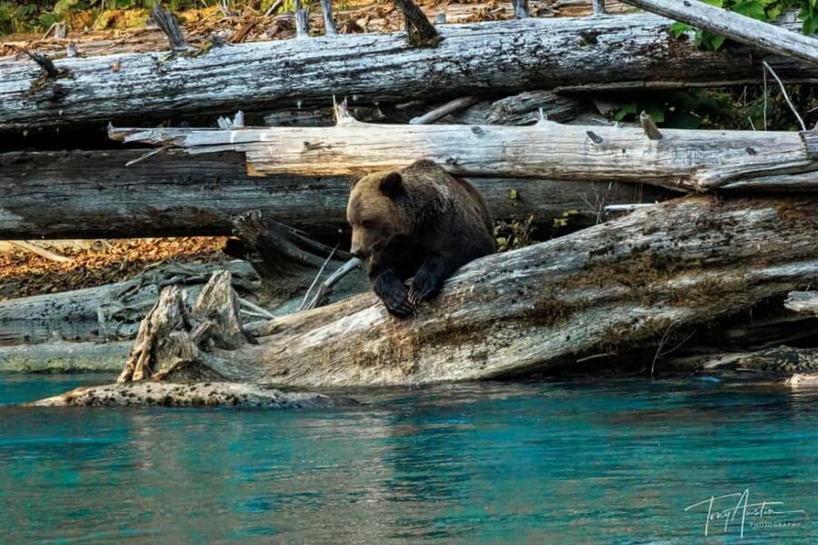 Campbell River: Grizzly Bear Expedition with Lunch - Orford Bay Lunch: Fuel for the 3-Hour Bear Hunt