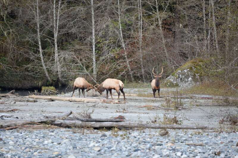 Campbell River: Grizzly Bear-Watching Tour with Lunch - Should you book this grizzly bear tour with lunch?