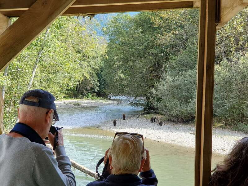 Campbell River: Grizzly Bear-Watching Tour with Lunch - Bear-watching odds: salmon runs, Algard Creek, and the Orford River