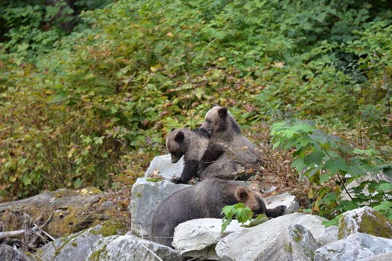 Campbell River: Grizzly Bear-Watching Tour with Lunch - Dockside lunch in Orford Bay: food with a view