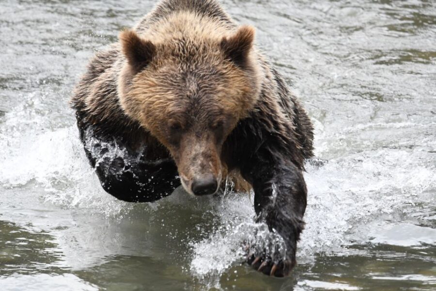 Campbell River: Grizzly Bear-Watching Tour with Lunch - Respectful wildlife viewing: how to get great photos without crossing lines