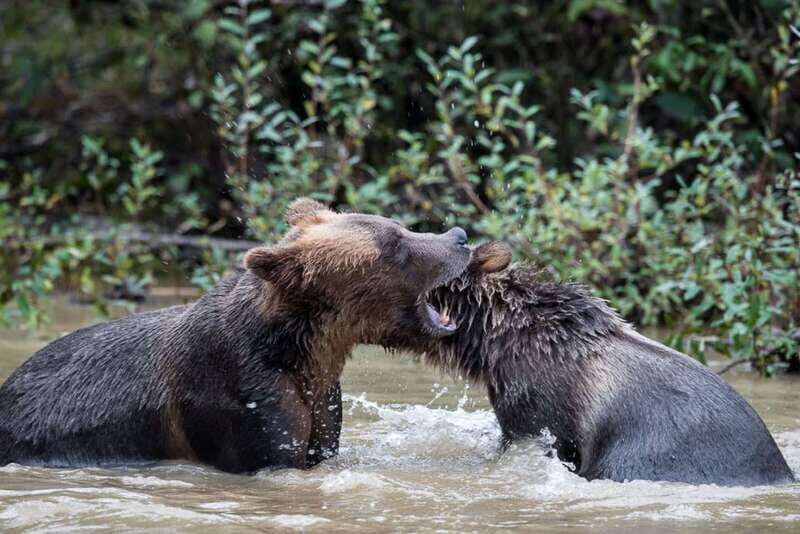 Campbell River: Grizzly Bear-Watching Tour with Lunch - What guides actually add: local culture, real names, and plain answers