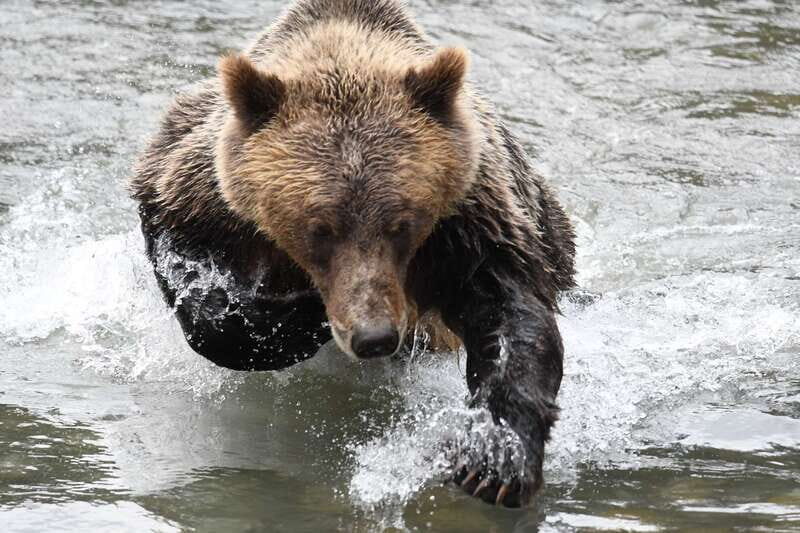 Campbell River: Grizzly Bear-Watching Tour with Lunch - Price and value: is $460 worth it for a full-day bear tour?