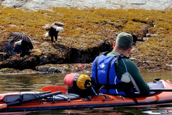 Campbell River: Kayaking and Whale Watching Tour - Who this tour suits best (and who might want a different plan)