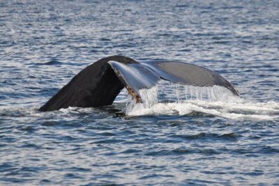 Campbell River: Kayaking and Whale Watching Tour - Wild 1 boat time: spotting whales and wildlife from an open deck