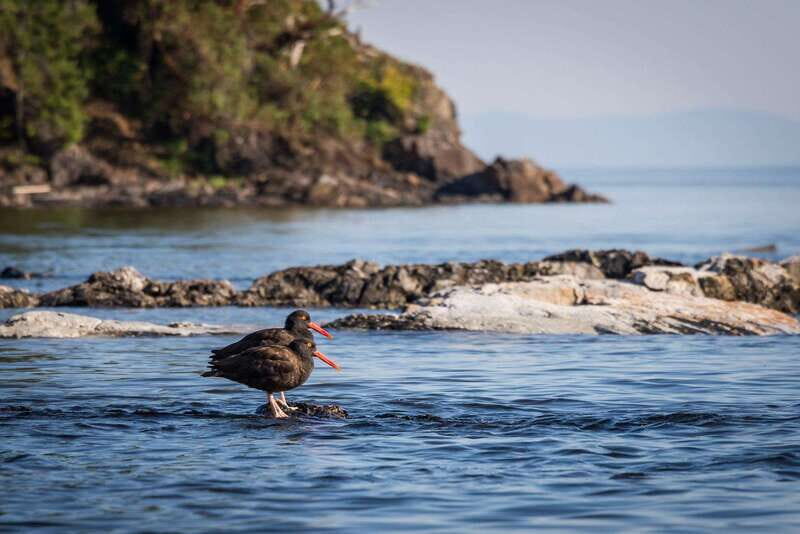 Campbell River: Kayaking and Whale Watching Tour - The $360 value: what you’re paying for besides the wildlife