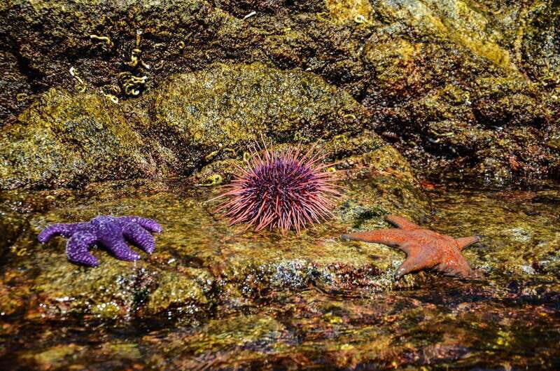 Campbell River: Kayaking and Whale Watching Tour - What to bring for comfort on cool water (and a better camera day)