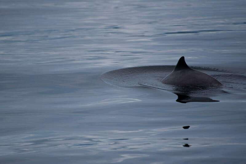 Campbell River: Kayaking and Whale Watching Tour - Meeting at The Floathouse: the logistics that keep you from missing the boat