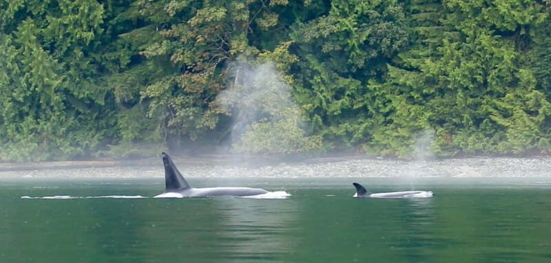 Campbell River: Salish Sea Whale Watching Adventure - Key things worth knowing