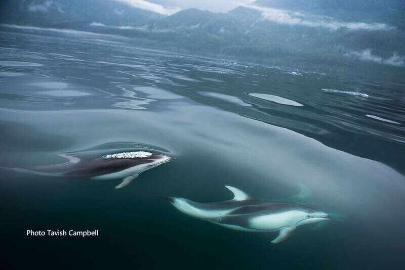 Campbell River: Salish Sea Whale Watching Adventure - Bird Life, Coastline Views, and Other Wildlife Surprises