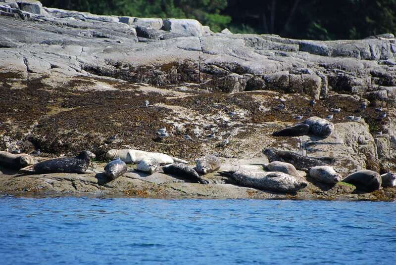 Campbell River: Salish Sea Whale Watching Adventure - Price and Value for a Four-Hour Salish Sea Cruise