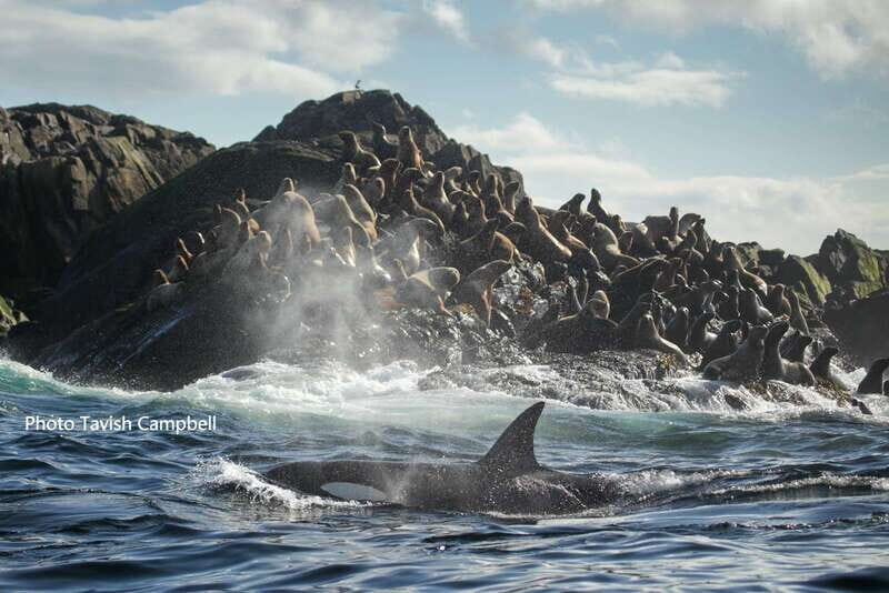 Campbell River: Salish Sea Whale Watching Adventure - Who This Tour Fits Best (and Who Should Skip It)