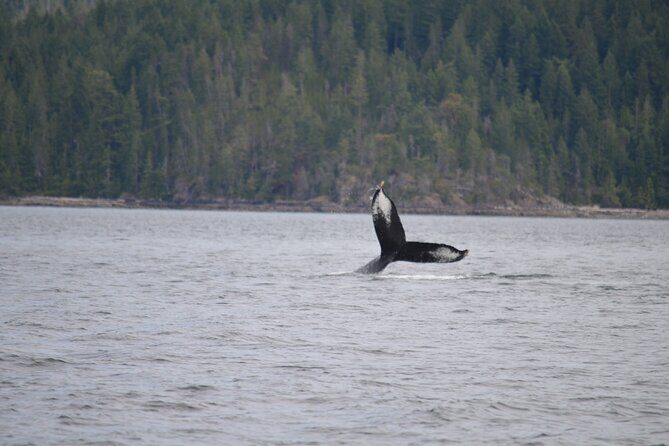 Campbell River: Spring Bear Watching & Waterfalls Boat Tour - Toba Inlet: cascading waterfalls and spring shoreline foraging