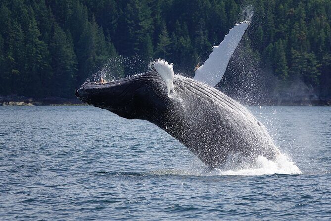 Campbell River: Spring Bear Watching & Waterfalls Boat Tour - Wildlife beyond bears: sea lions, orca, and sea birds